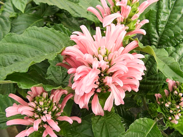 Jacobinia carnea